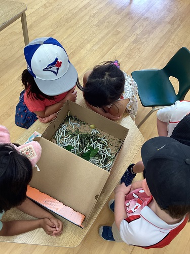 Students watching the silkworms move
