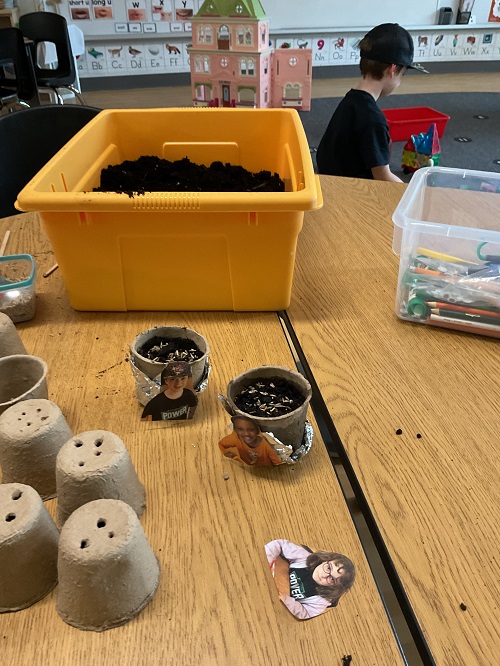 seeds in pots