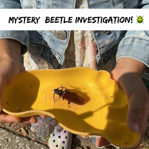 Mystery beetle in question