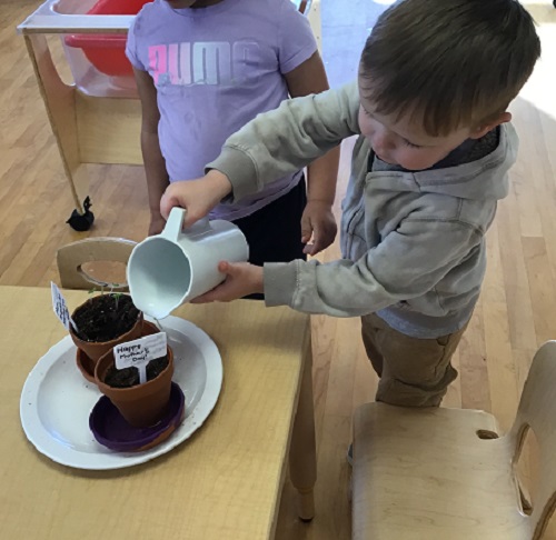 Child watering their seed in flower pot.