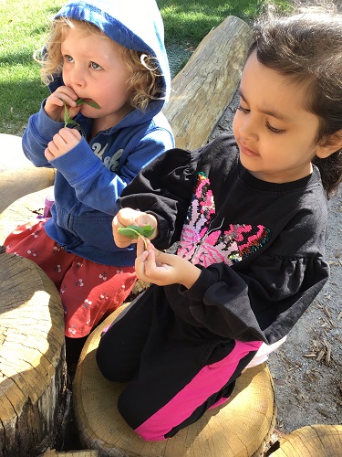 2 Preschool children sitting outside tasting mint leaves